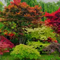 Лиственные деревья