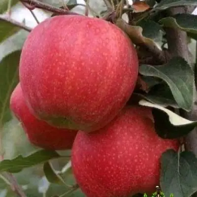 Яблоня ГАЛА ШНИГА в Кобрине