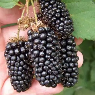 Ежевика ЛОХ НЕСС бесшипная  в Кобрине