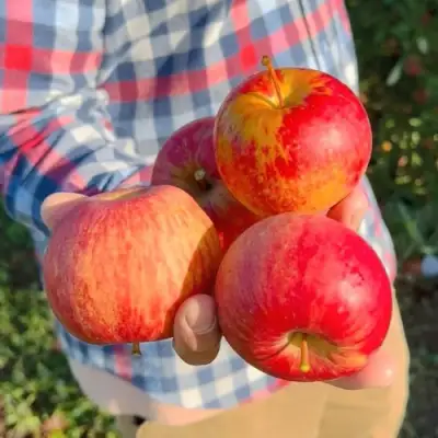 Яблоня КРАСАВИТА в Кобрине