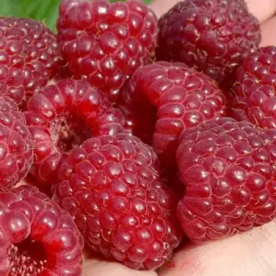 Малина ГИГАНТ РУБИНОВЫЙ в Кобрине