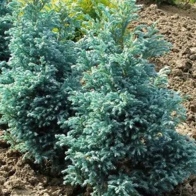 Кипарисовик БУЛЕВАРД горохоплодный в Кобрине