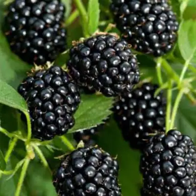 Ежевика КИТАНИНИ бесшипная  в Кобрине