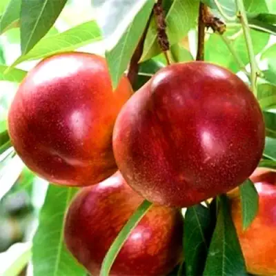 Нектарин СТАРК РЕД ГОЛД в Кобрине