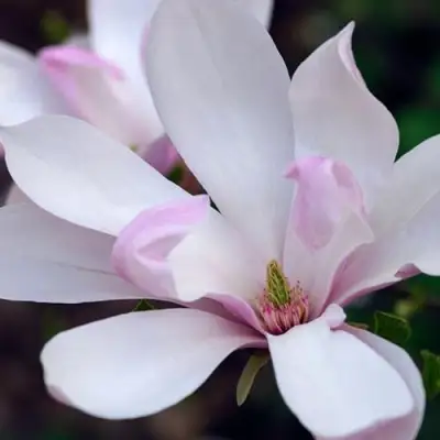 Магнолия ПИНКИ в Кобрине