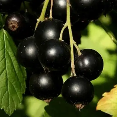 Смородина черная КЛУССОНОВСКАЯ в Кобрине