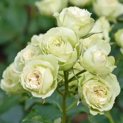 Роза ГРИН ДАЙМОНД миниатюрная в Кобрине