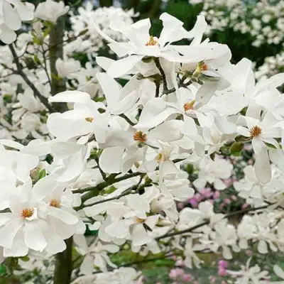 Магнолия ЛЕБНЕРА МЕРРИЛЛ в Кобрине