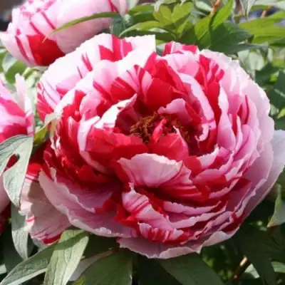 Пион РЕД ВИЗ ПИНК древовидный в Кобрине