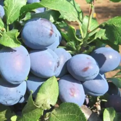 Слива ГИЛЬБЕРТ в Кобрине