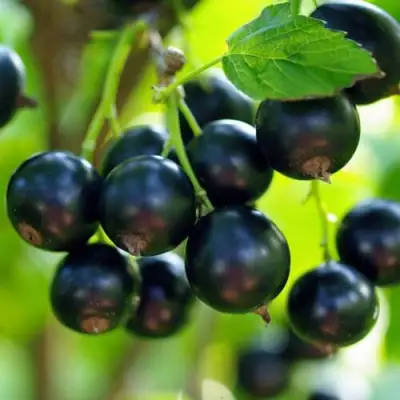 Смородина чёрная ВЕЛОЙ (ЛЕНИНГРАДСКАЯ СЛАДКАЯ) в Кобрине