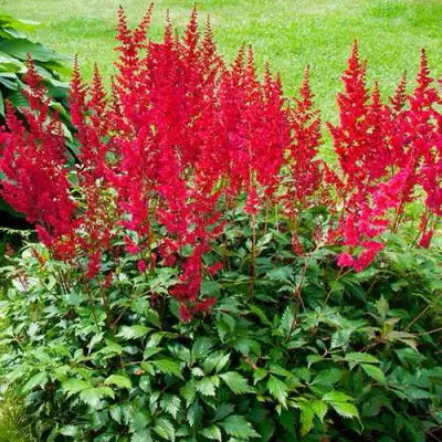 Астильба КОБЛЕНЦ японская в Кобрине