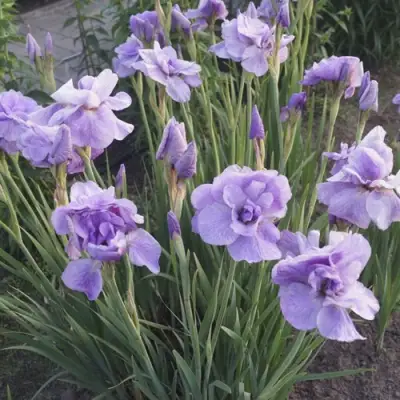 Ирис ИМПЕРИАЛ ОПАЛ сибирский в Кобрине