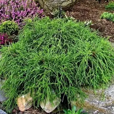 Кипарисовик ФИЛИФЕРА НАНА горохоплодный  в Кобрине