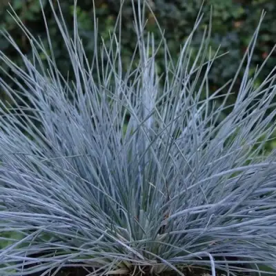 Овсяница АЙСФОГЕЛЬ сизая в Кобрине