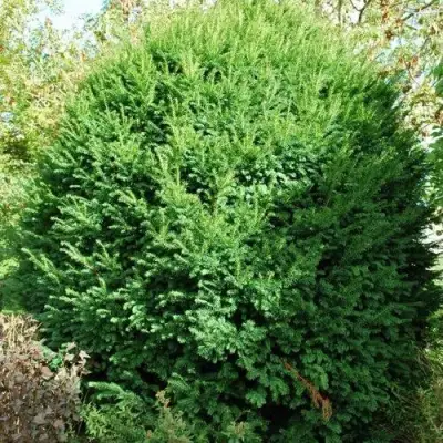 Тис РЕПАНДЕНС ягодный в Кобрине