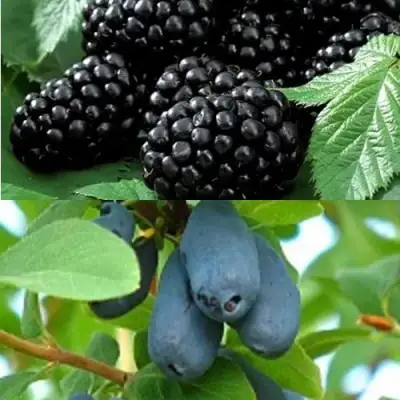 Комплект ЯГОДНЫЙ ДУЭТ в Кобрине