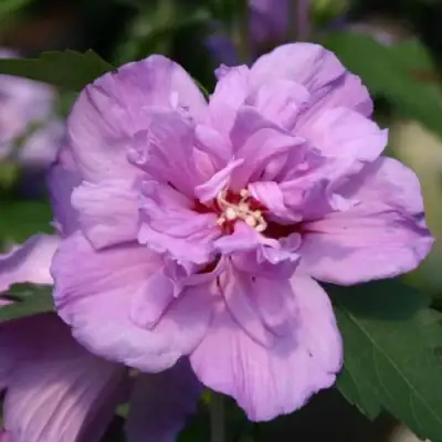 Гибискус АРДЕНС сирийский в Кобрине