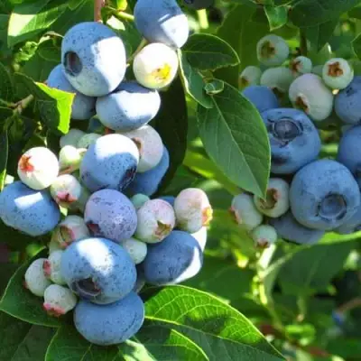 Голубика ДАРРОУ в Кобрине