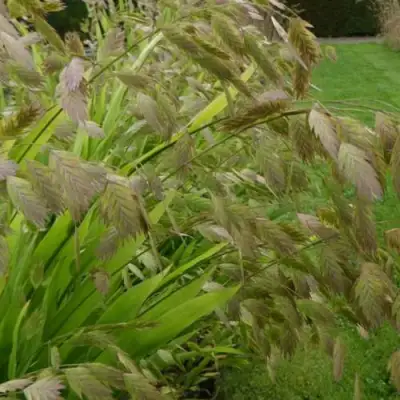 Хасматиум ШИРОКОЛИСТНЫЙ в Кобрине