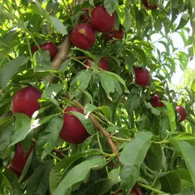 Нектарин ЭКСТРИМ БЬЮТИ в Кобрине