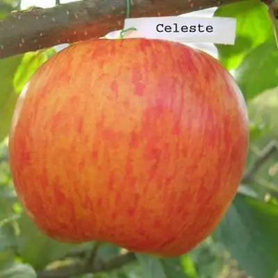 Яблоня ЦЕЛЕСТЕ в Кобрине