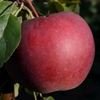 Яблоня БЕЛОРУССКОЕ СЛАДКОЕ в Кобрине