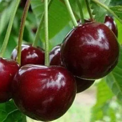 Вишня МИЛАВИЦА в Кобрине