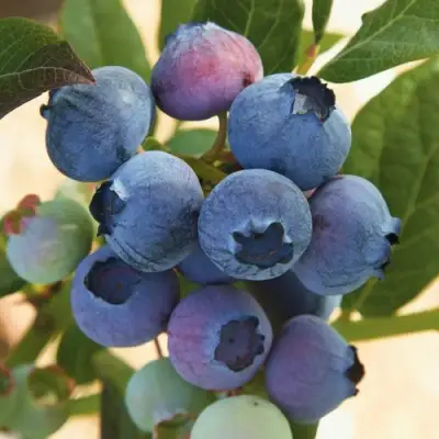 Голубика ОСОРНО в Кобрине