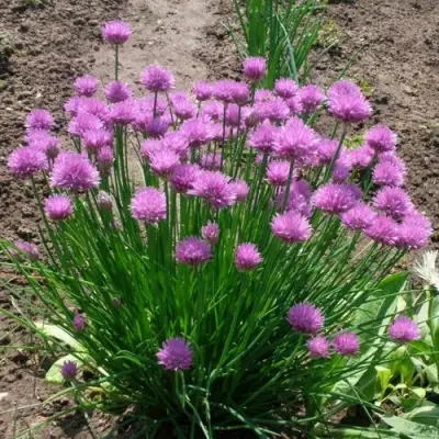 Лук-шнитт в Кобрине