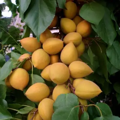 Абрикос МАНИТОБА в Кобрине