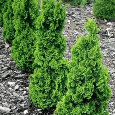 Туя ЗМАТЛИК западная в Кобрине