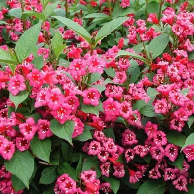 Вейгела БРИСТОЛЬ РУБИ в Кобрине