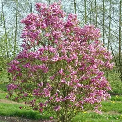 Магнолия СЬЮЗАН в Кобрине