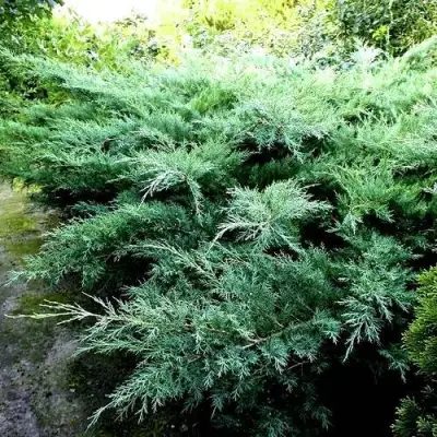 Можжевельник ПФИТЦЕРИАНА ГЛАУКА  средний в Кобрине