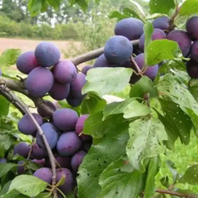 Слива ПЕРДРИГОН в Кобрине