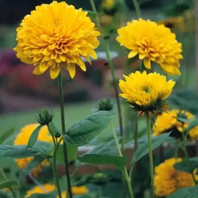 Подсолнечник СОЛЕЙЛ ДЕ ОР в Кобрине