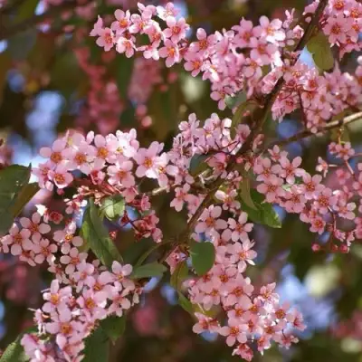 Черемуха КОЛОРАТА в Кобрине