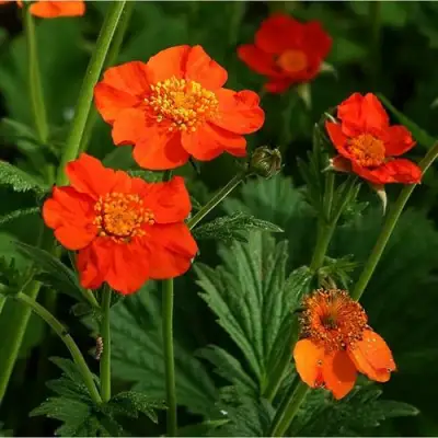 Гравилат БОРИСА в Кобрине