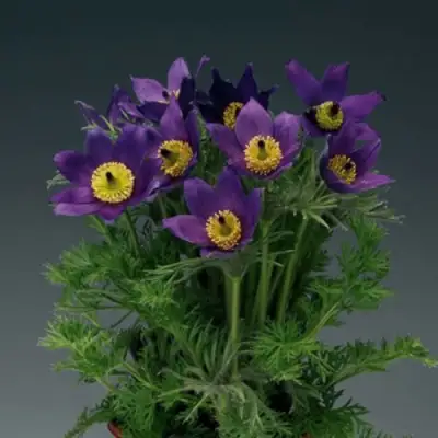 Прострел ПИНВИЛ БЛЮ ШЕЙДЕС в Кобрине