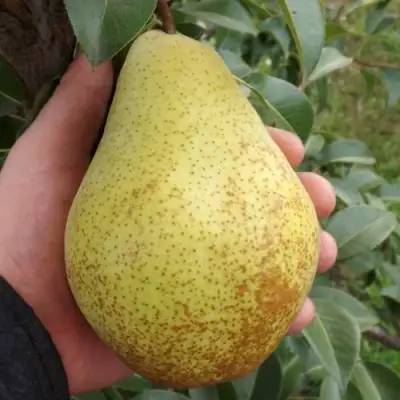 Груша ГЕНЕРАЛ ЛЕКЛЕРК в Кобрине