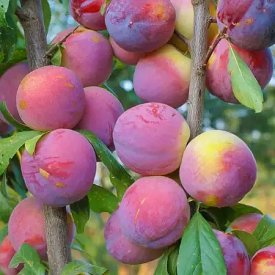 Слива КОЛОННОВИДНАЯ в Кобрине