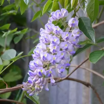 Глициния макростахия БЛЮ МУН в Кобрине