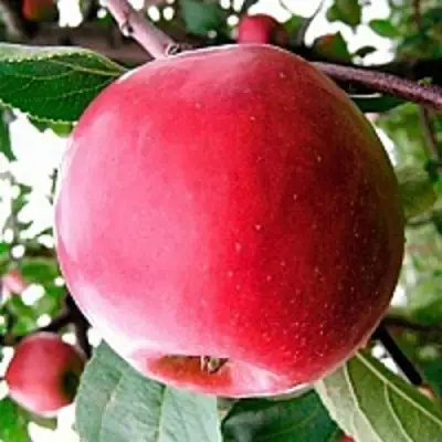 Яблоня КОВАЛЕНКОВСКОЕ в Кобрине