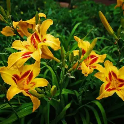 Лилейник БОНАНЗА гибридный в Кобрине