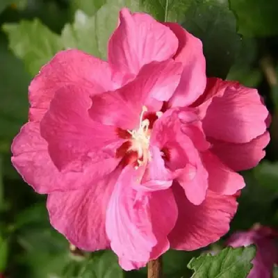 Гибискус ДЮК ДЕ БРАБАНТ сирийский  в Кобрине