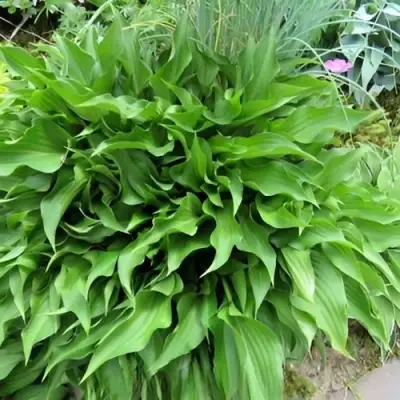 Хоста ГАРРИ ВАН ТРИЕР в Кобрине