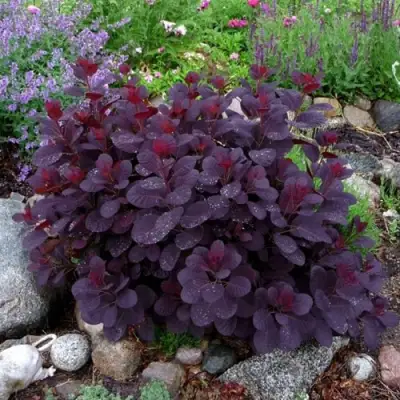 Скумпия РОЯЛ ПЕРПЛ кожевенная в Кобрине