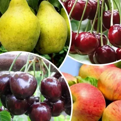 Комплект НАСЛАЖДЕНИЕ в Кобрине