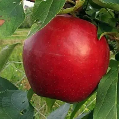 Яблоня РЕДФРИ в Кобрине